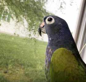 Lost Blue-Headed Pionus