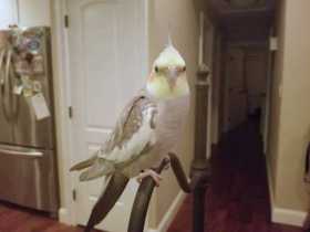 Lost Cockatiel