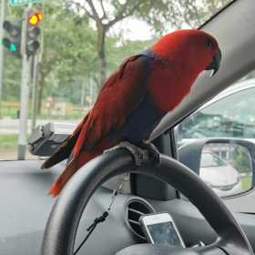 Lost Eclectus