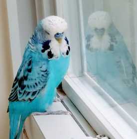 Lost Budgerigar