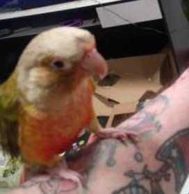 Lost Conure