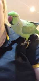 Lost Indian Ringneck Parakeet