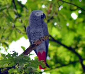 Lost African Grey
