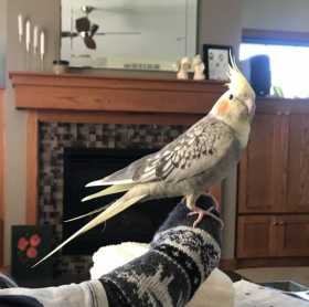 Lost Cockatiel