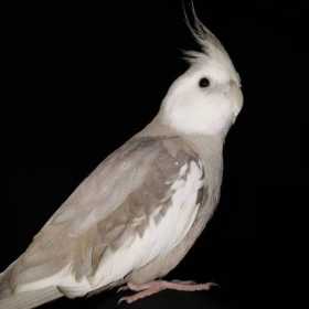 Lost Cockatiel