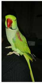 Lost Alexandrine