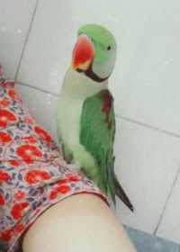 Lost Alexandrine