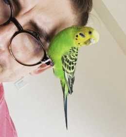 Lost Parakeet