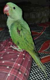 Lost Alexandrine