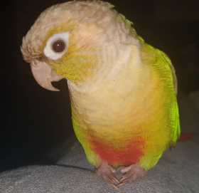 Lost Conure