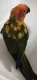 Lost Conure