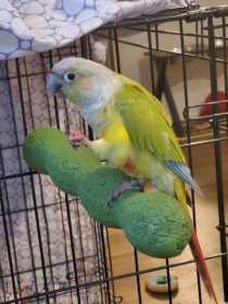 Lost Conure