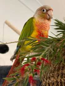 Lost Conure