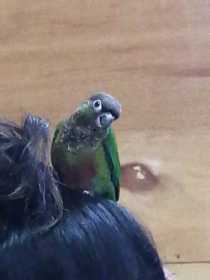 Lost Conure