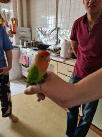 Lost Lovebird