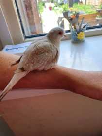 Lost Dove