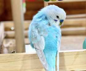 Lost Budgerigar