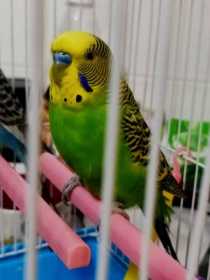 Lost Budgerigar