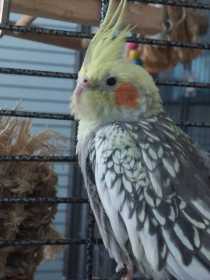 Lost Cockatiel