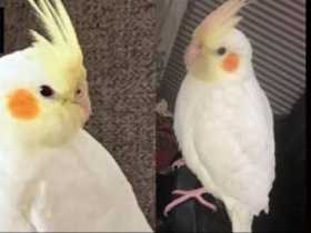 Lost Cockatiel