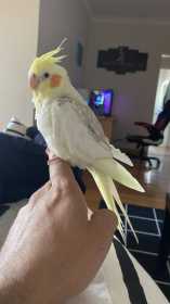 Lost Cockatiel