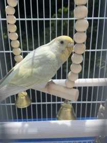 Lost Budgerigar