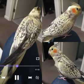 Lost Cockatiel