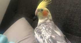 Lost Cockatiel