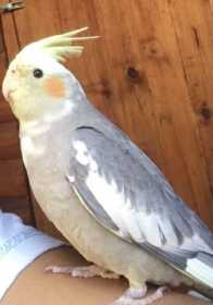 Lost Cockatiel