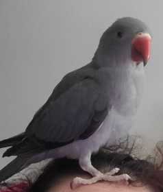 Lost Indian Ringneck Parakeet