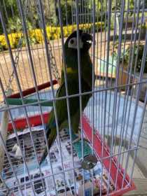Lost Macaw