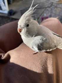 Lost Cockatiel