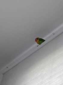 Lost Lovebird