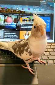 Lost Cockatiel