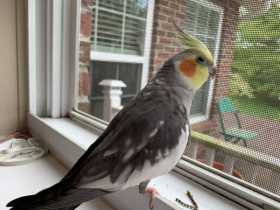 Lost Cockatiel