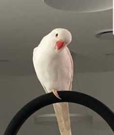 Lost Indian Ringneck Parakeet