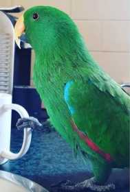 Lost Eclectus