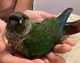 Lost Conure