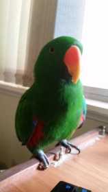 Lost Eclectus