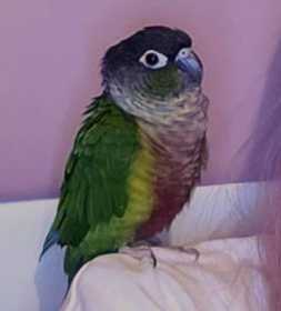 Lost Conure