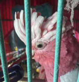 Lost Galah Cockatoo