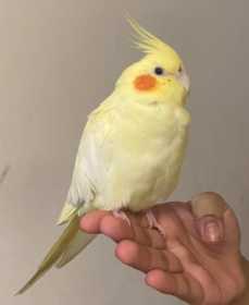 Lost Cockatiel