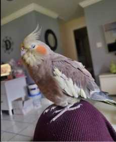 Lost Cockatiel