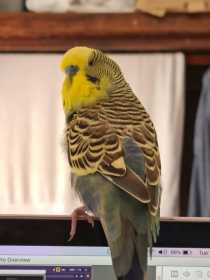 Lost Budgerigar