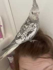 Lost Cockatiel