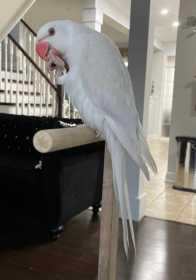 Lost Indian Ringneck Parakeet