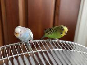 Lost Budgerigar