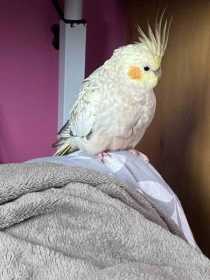 Lost Cockatiel
