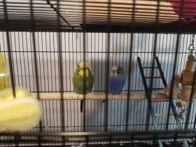 Lost Budgerigar