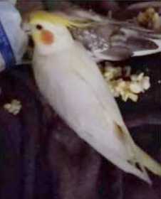 Lost Cockatiel